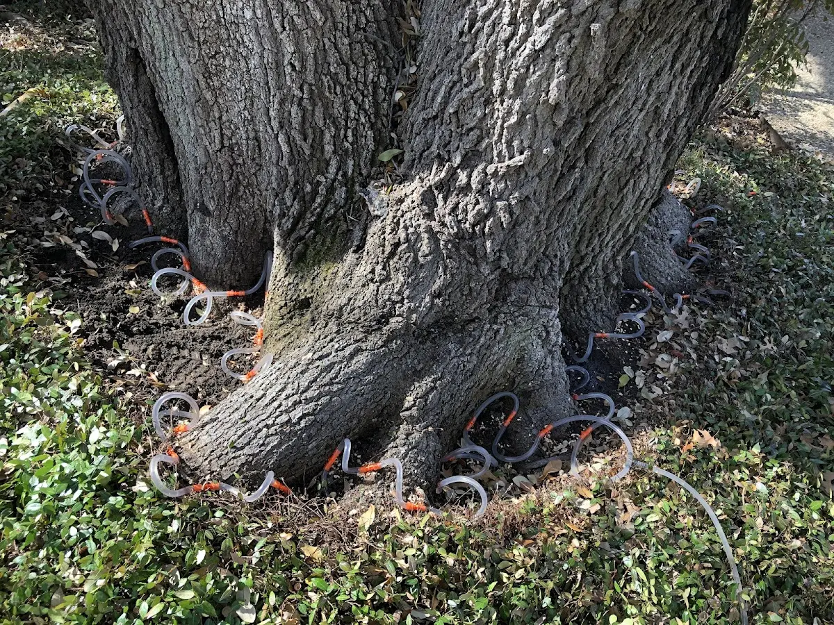 Detailed Tree Cabling and Bracing job site in Guilford