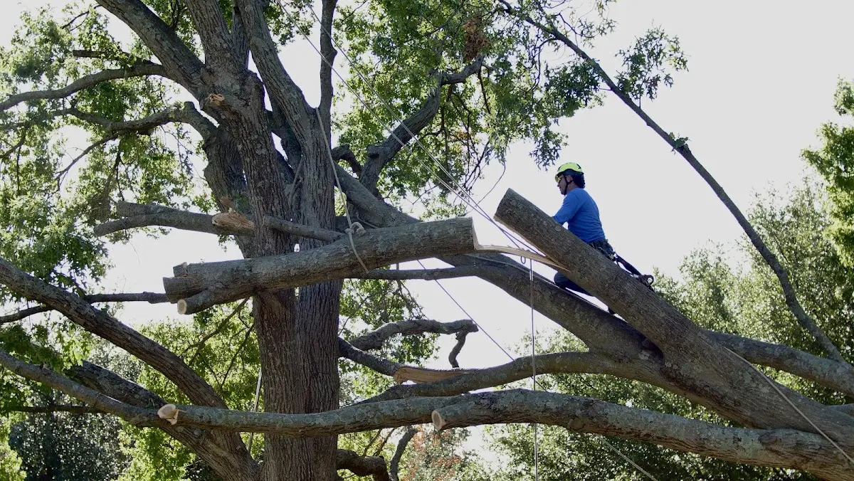 Professional Hazardous Tree Removal performed by certified arborists in Guilford