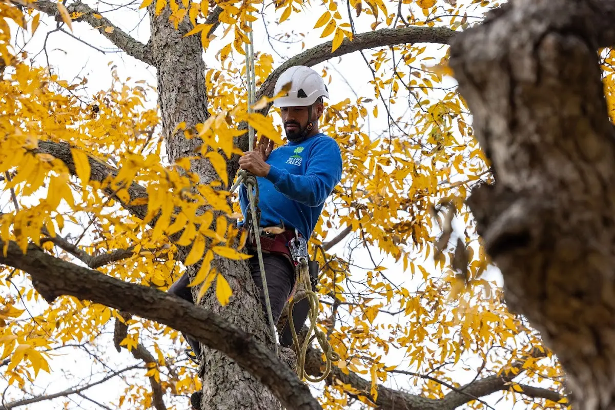 Skilled Tree Pruning crew working in Guilford